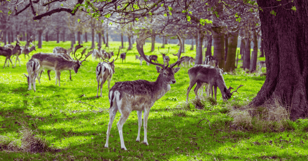 Best Parks in Dublin