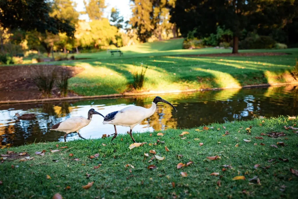 Hidden Secrets of Herbert Park: What Most Visitors Overlook! 1 Herbert Park Duck Pond