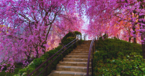 Herbert Park Cherry Blossom