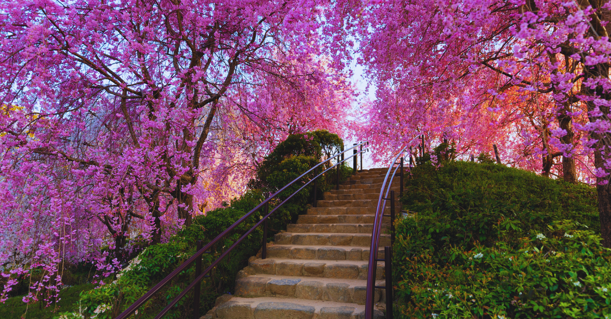 Herbert Park Cherry Blossom