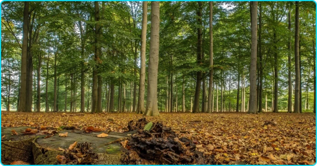 Ballinastoe Woods Walk