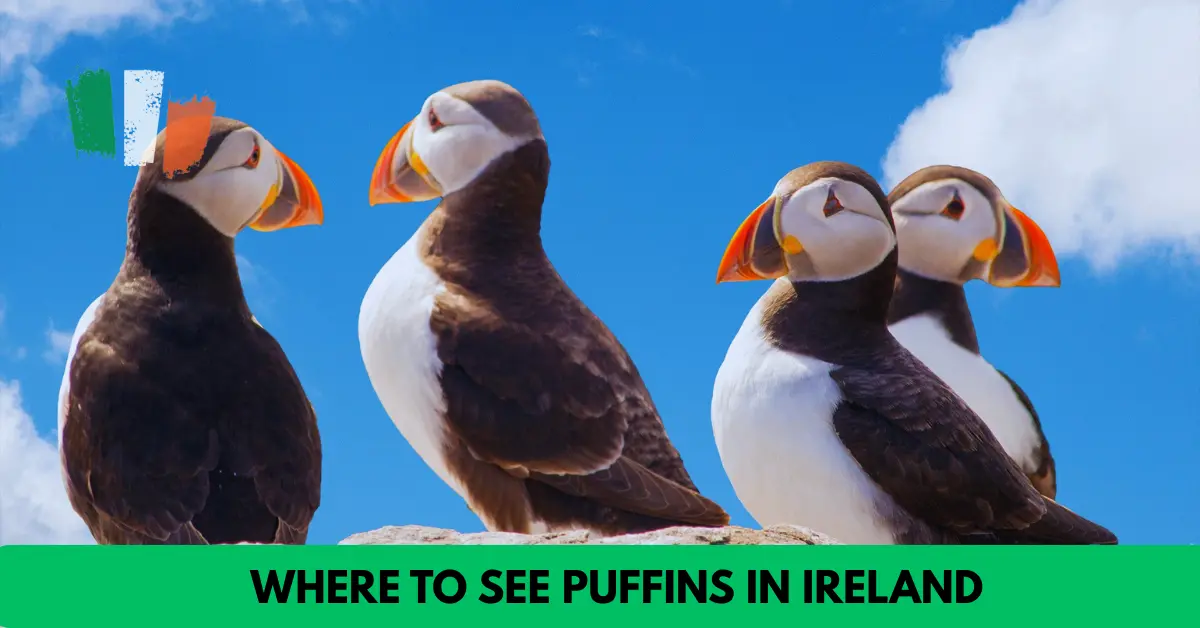 Where to see puffins in Ireland